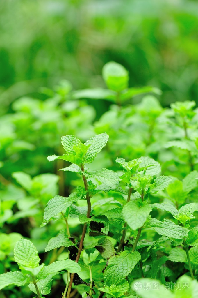 薄荷植物生长在蔬菜花园
