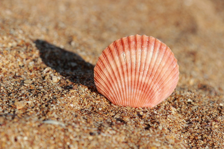 沙底海滩