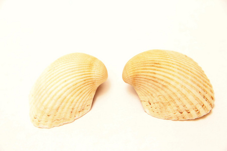 海壳双隔离在白色的背景