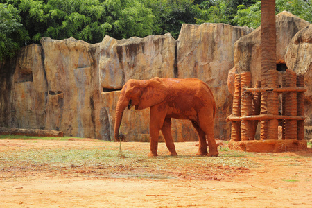 非洲大象的性质