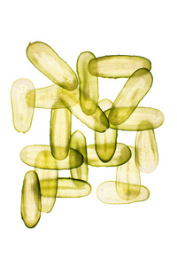 新鲜黄瓜片