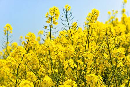 黄色的花，浅蓝色背景场中