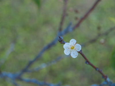 独自梅花