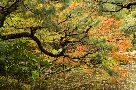 红色枫树和松树种植在岸上