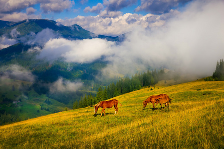 景观有雾和马