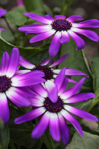 senetti 花