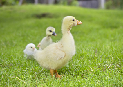 两只小鸭和小鸡农村市场上笼子里的黄色小鸭.毛茸茸的小鸡崽.
