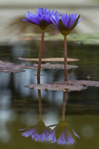 水百合花卉反射在水面上