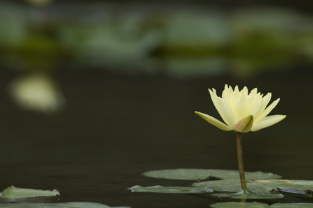 水百合花卉反射在水面上