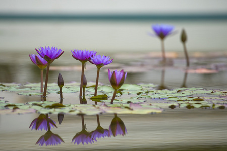 水百合花卉反射在水面上