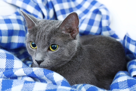 在毯子上的猫