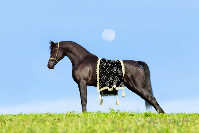 美丽的黑骏马站在蓝蓝的天空上