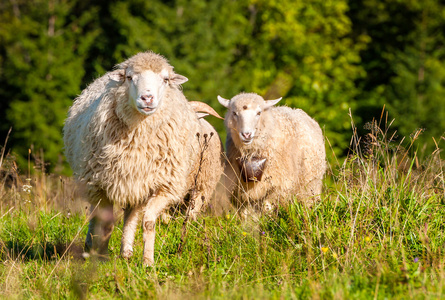 群放牧的羊