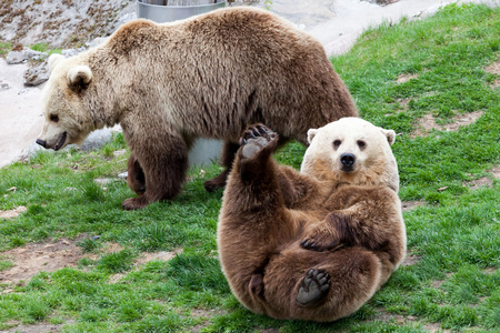熊在草地上图片-熊在草地上素材-熊在草地上插画-摄图新视界