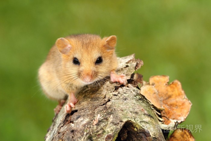 小榛睡鼠