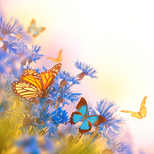 矢车菊和蝴蝶
