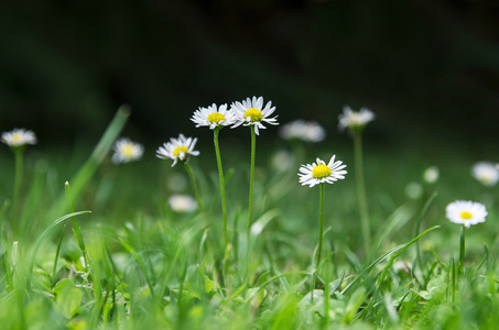 雏菊