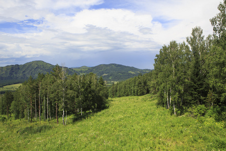 在阿尔泰山中美丽的森林。夏日风景