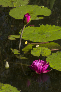 水莉莉