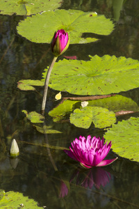 水莉莉