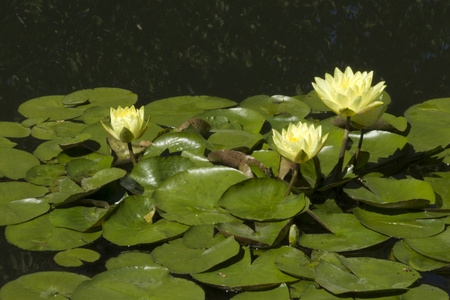 水莉莉