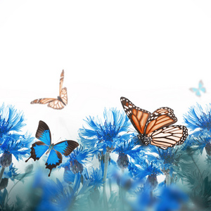 矢车菊和蝴蝶