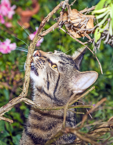 猫狩猎在花园里