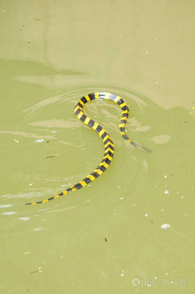 带状的金环蛇