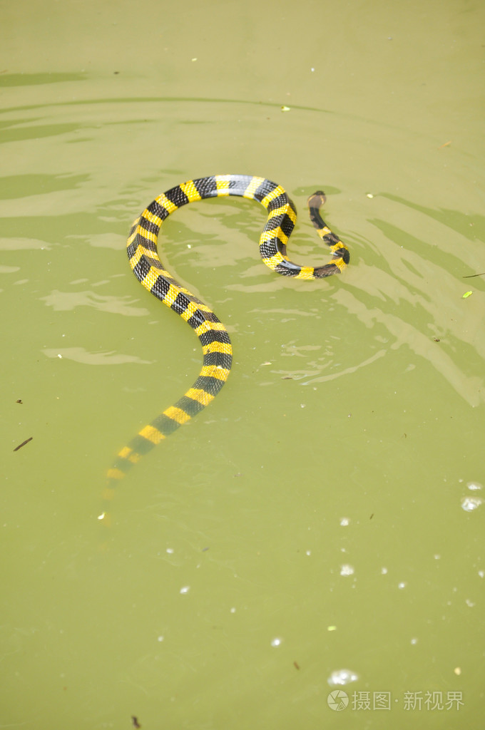 带状的金环蛇
