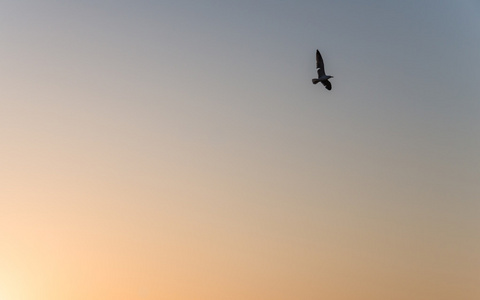 一只海鸥飞上天空作为轮廓图片日落期间