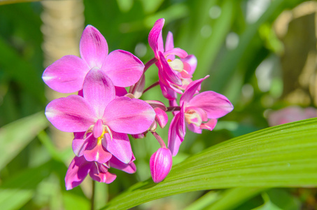 地面兰花花