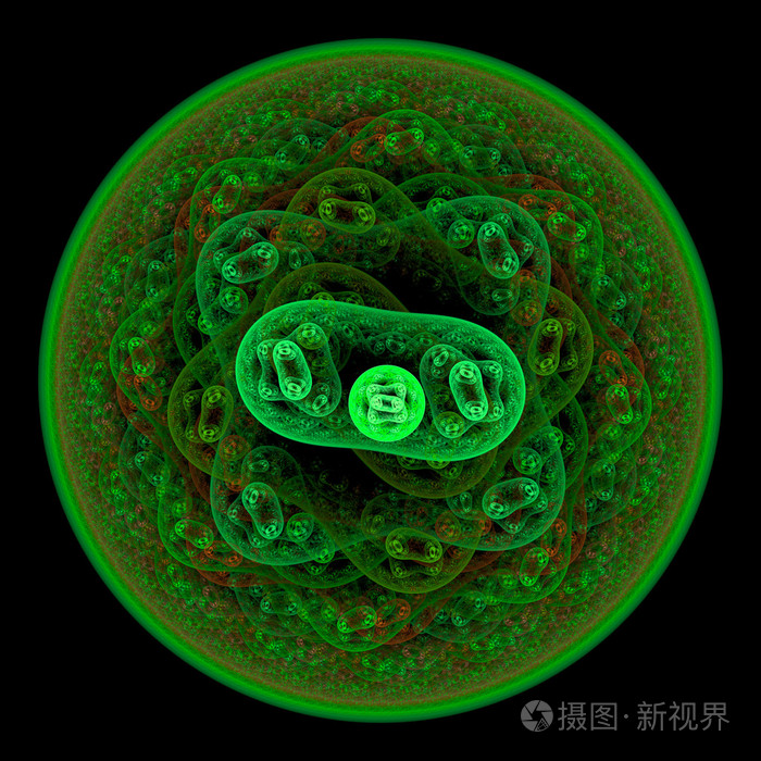 对称生长的细菌