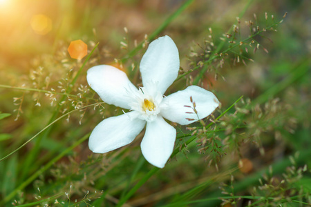 草花