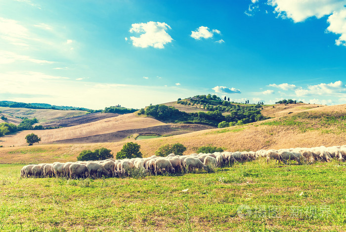 托斯卡纳羊在背景下的美丽的蓝绿色的草地上