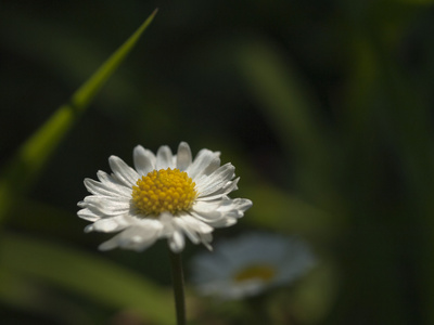 closeup    oxeye 