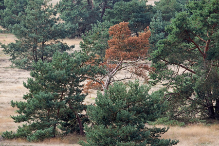 荷兰维路韦种植的松树