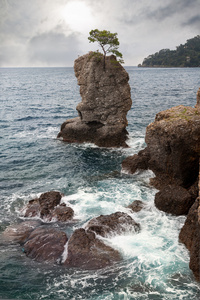 孤独的树的海景