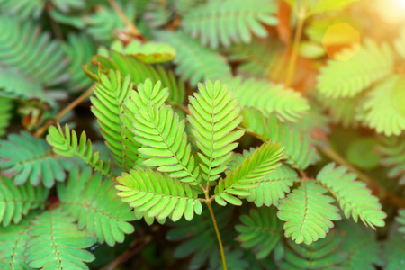 敏感植物