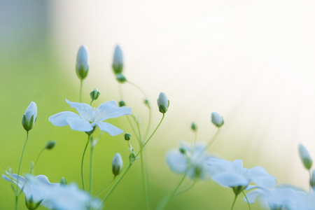 清新美丽的白色鲜花，抽象的梦幻花卉背景