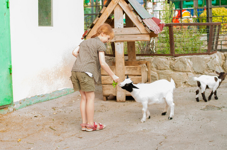 在动物园里饲养的山羊的小女孩照片