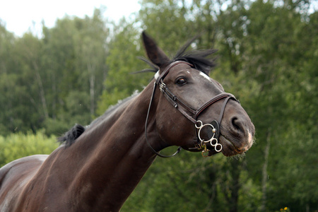 拉脱维亚的黑色品种马画像在农村