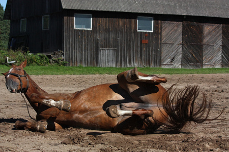 滑稽匹棕色的马,在地上打滚照片