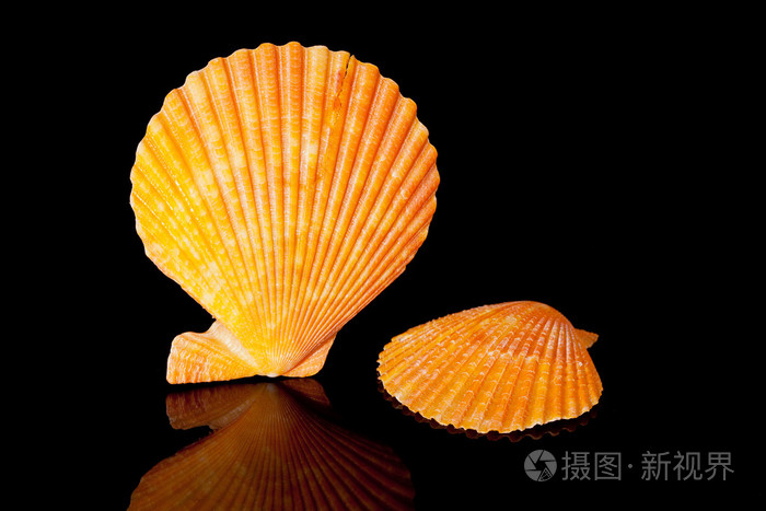 孤立在黑色背景上的橙色贝壳照片-正版商用图片1gn2h2-摄图新视界
