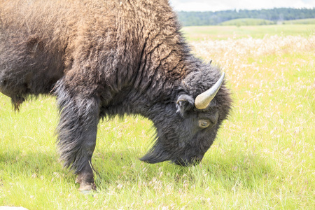 关闭水牛，黄石国家公园，怀俄明州，美国