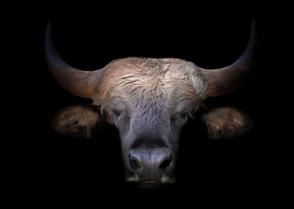 黑牛头骨黑公牛图标设计模板黑公牛牛头黑颜色图标法国斗牛犬品种的