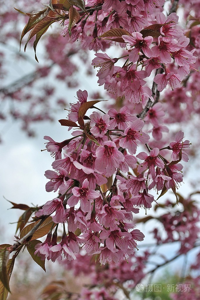 美丽的野生喜马拉雅樱花花
