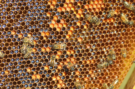 勤劳的蜜蜂，在蜂窝中养蜂场