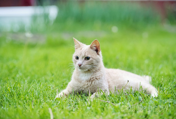 逗猫绿色的草地上