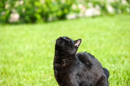 schwarze Katze auf grnem Gras