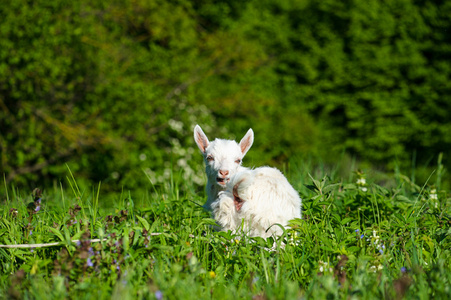 有趣的白色婴儿的山羊在绿色的草地上